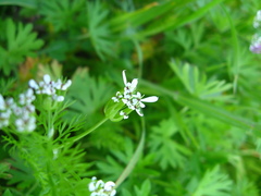 Scandix pecten-veneris