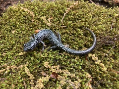 Plethodon cylindraceus