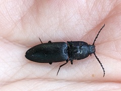 Neopristilophus