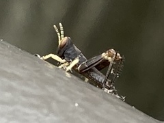 Melanoplus punctulatus