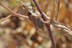 Clidophleps distanti