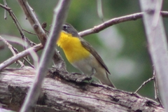 Icteria virens auricollis