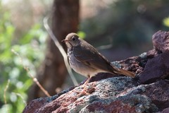 Catharus guttatus auduboni