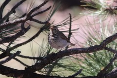 Catharus guttatus auduboni