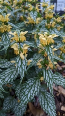Lamium galeobdolon flavidum