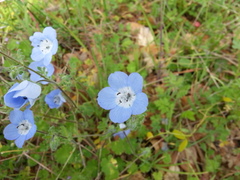 Nemophila menziesii