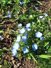 Nemophila menziesii