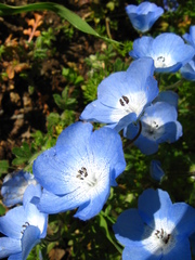 Nemophila menziesii