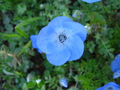 Nemophila menziesii