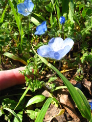 Nemophila menziesii