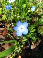 Nemophila menziesii