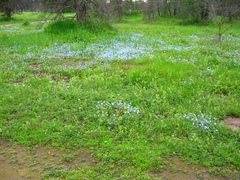 Nemophila menziesii