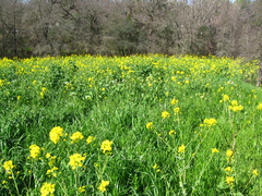 Brassica rapa