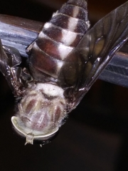 Tabanus sulcifrons