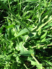 Brassica rapa