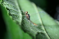 Baetis