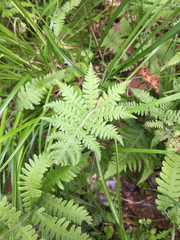 Phegopteris