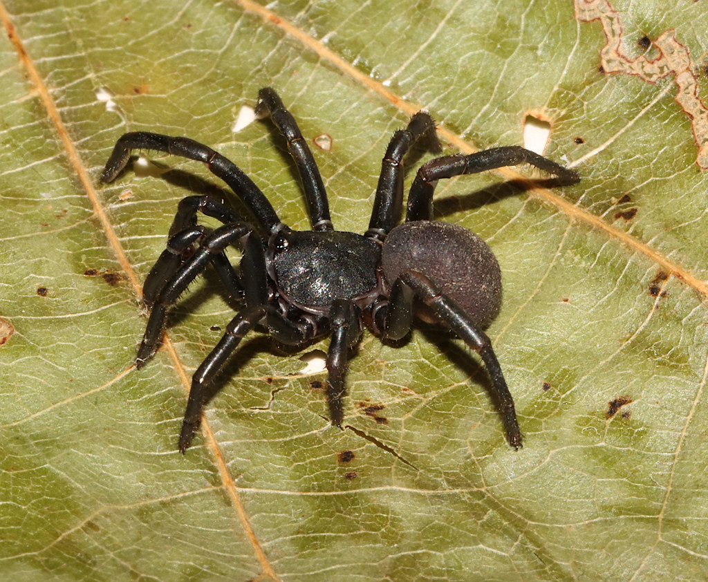 Ummidia beatula