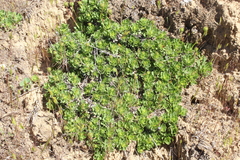 Haplopappus macrocephalus