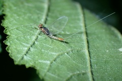 Baetis