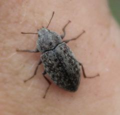 Epitragodes tomentosus