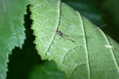 Baetis
