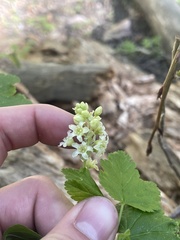 Ribes wolfii
