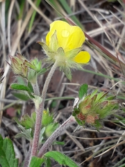 Potentilla arenosa