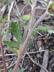 Potentilla arenosa