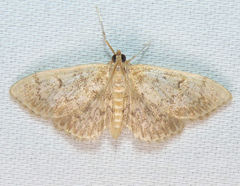 Anania quebecensis