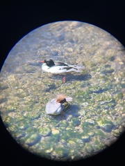 Mergus merganser americanus