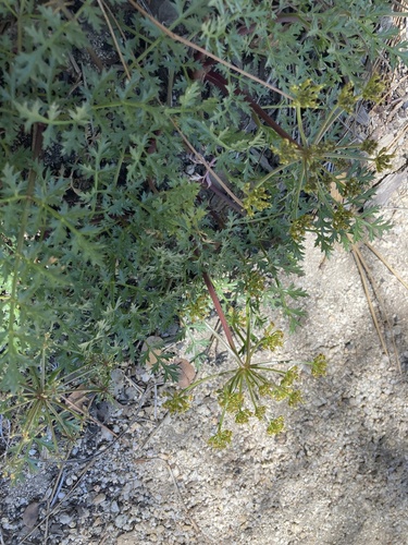 iNaturalist observation photo of Parish's umbrellawort
