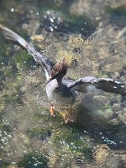 Mergus merganser americanus
