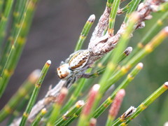 Opisthoncus abnormis