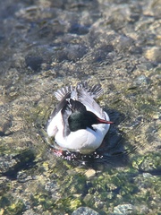 Mergus merganser americanus