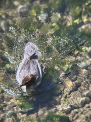 Mergus merganser americanus