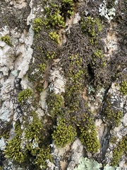 Ulota crispa