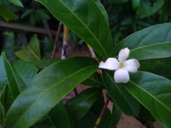Duroia