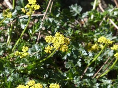 Cymopterus hallii