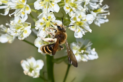 Andrena astragali