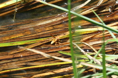Polistes dorsalis californicus