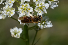 Andrena astragali