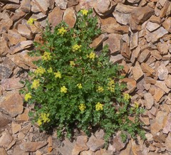 Cymopterus hallii