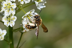 Andrena astragali