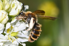 Andrena astragali