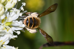Andrena astragali