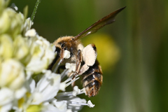 Andrena astragali