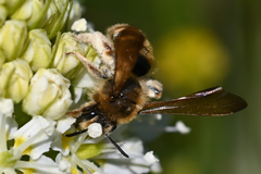 Andrena astragali