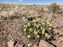 Eriogonum lachnogynum