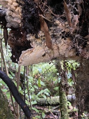 Phlebia nothofagi